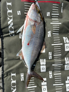 ネリゴの釣果