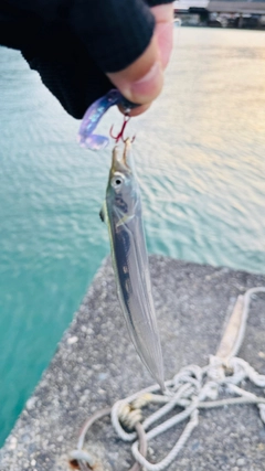 タチウオの釣果