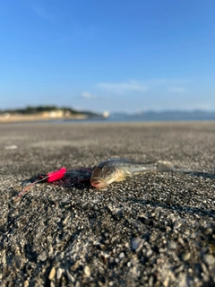 マハゼの釣果
