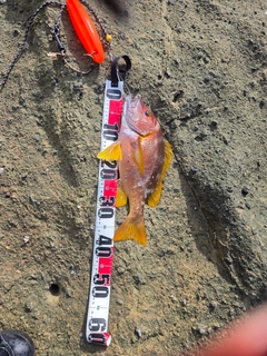 シブダイの釣果
