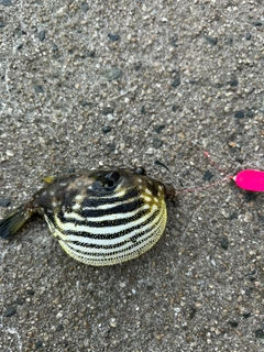 サザナミフグの釣果