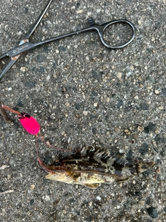 タケノコメバルの釣果