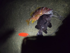 ヒゲダイの釣果