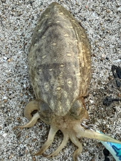 コウイカの釣果