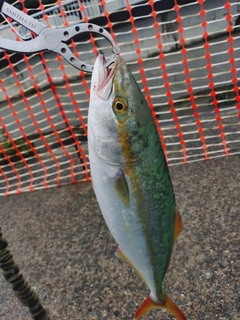 ツバスの釣果