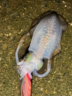 アオリイカの釣果