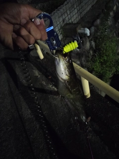 ナマズの釣果