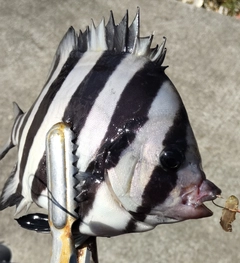 イシダイの釣果