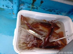 スルメイカの釣果