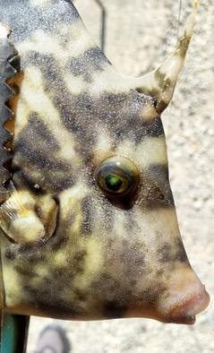 カワハギの釣果
