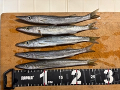 カマスの釣果