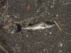セイゴ（マルスズキ）の釣果