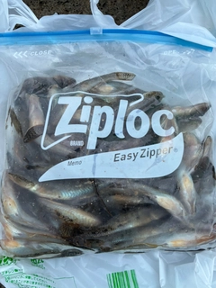マハゼの釣果