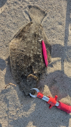 ヒラメの釣果