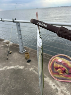 ダツの釣果
