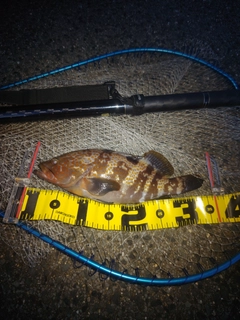 キジハタの釣果