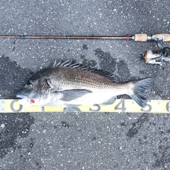 クロダイの釣果