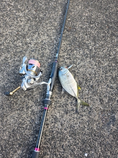 メッキの釣果