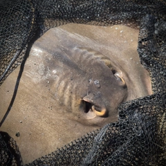 エイの釣果
