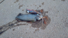 アオリイカの釣果