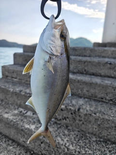 ショゴの釣果