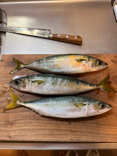 マサバの釣果