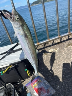 サゴシの釣果