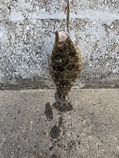 ヒラメの釣果