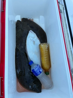ヒラメの釣果