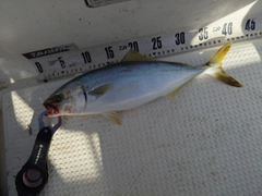 フクラギの釣果