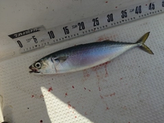 サバの釣果