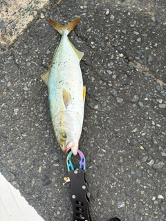 ツバスの釣果