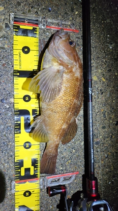 ガヤの釣果