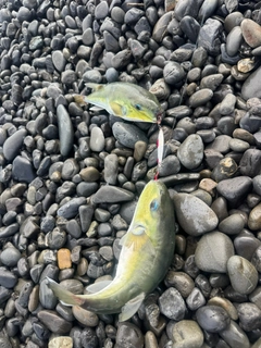 フグの釣果
