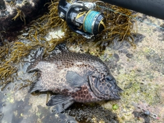 イシガキダイの釣果