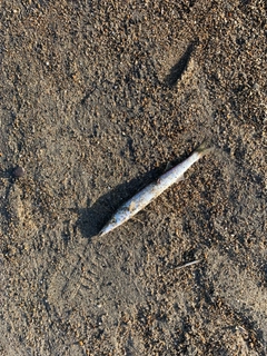 カマスの釣果