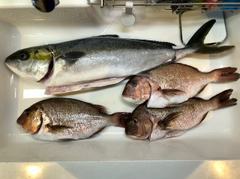 タイの釣果