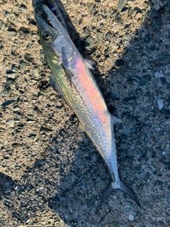 サゴシの釣果