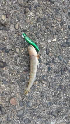 エソの釣果