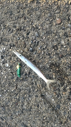 カマスの釣果