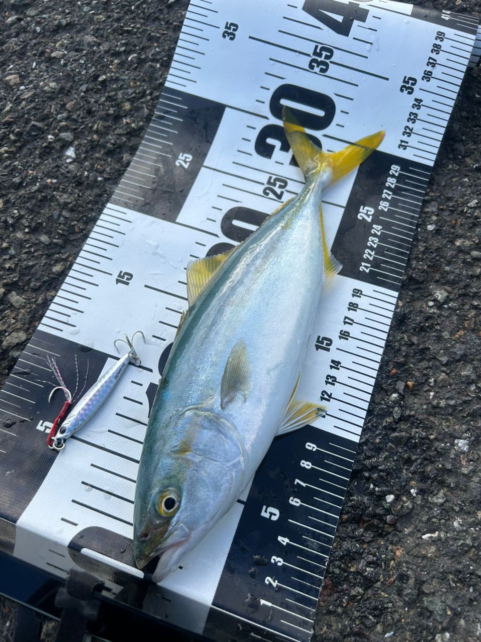 SHIMANO 19ステラ SW 4000XGの最安値・インプレ・釣果 | 本音の口コミ