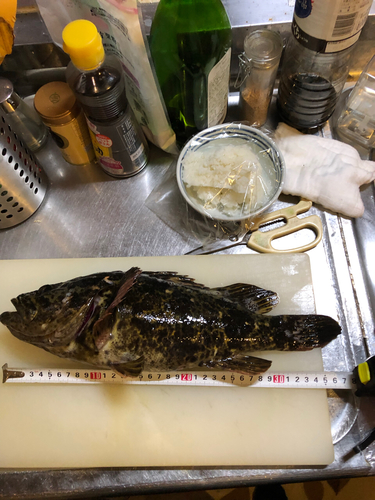 タケノコメバルの釣果