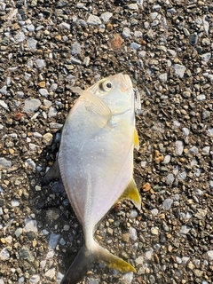 メッキの釣果