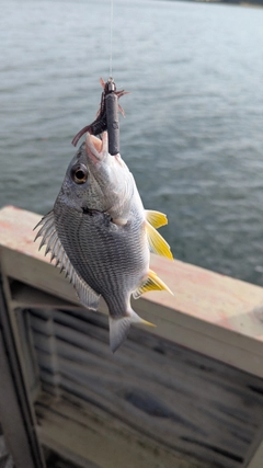キビレの釣果