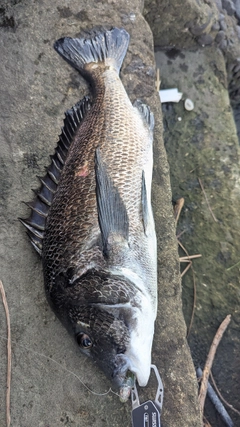 チヌの釣果