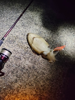コウイカの釣果