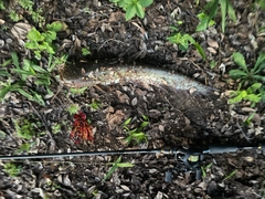 マナマズの釣果