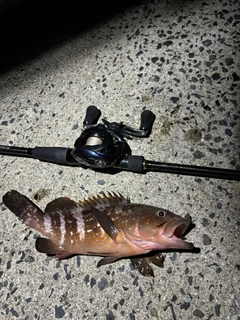 アコウの釣果