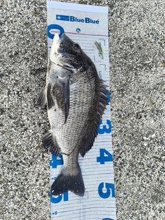 クロダイの釣果