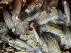 マメイカの釣果